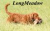 LongMeadow Kennels logo