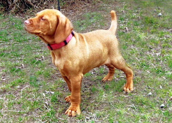 Vizsla puppy on point