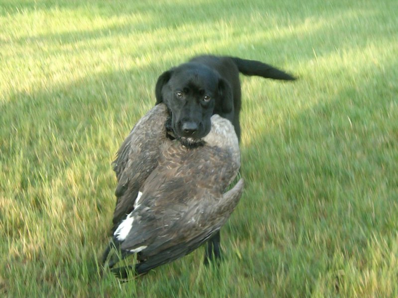 Diesel 9 months old first Canada Goose