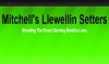 Mitchell's Llewellin Setters logo