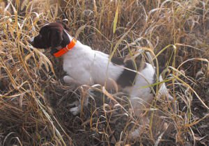 CH Mt View's Royal Standard MHA
(Rigbee)