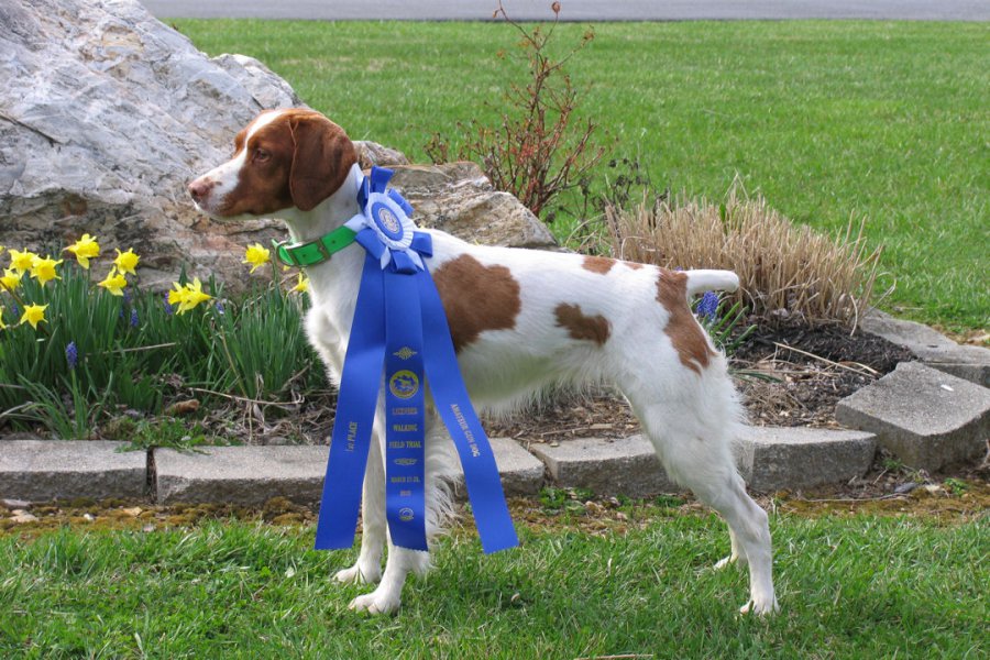    Mt. View's Golden Sunset MH
    1st place Amateur Gun Dog 
           (Amber)