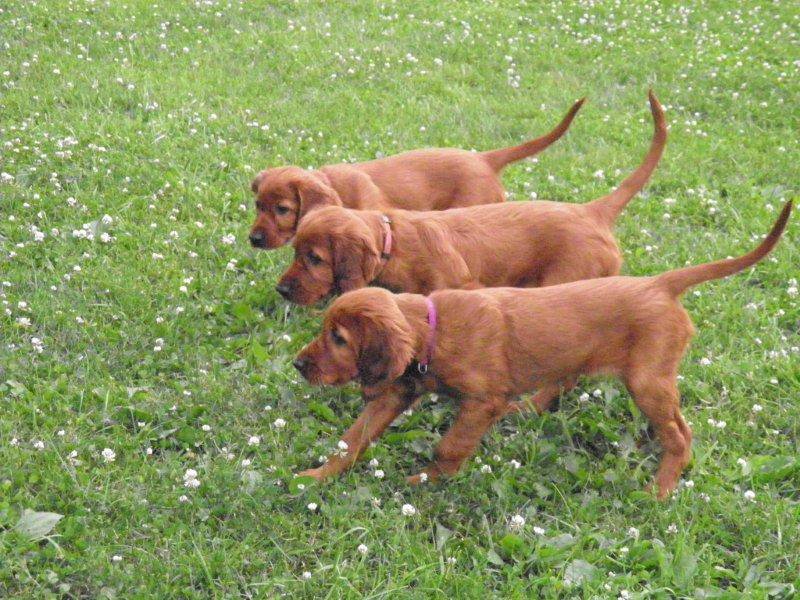 Fiona's pups from here last litter