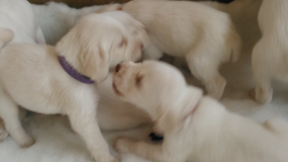 puppies at 3.5 weeks
