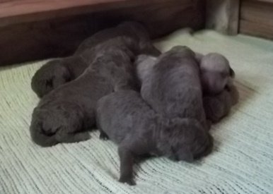 Puppies whelped Nov. 4th.