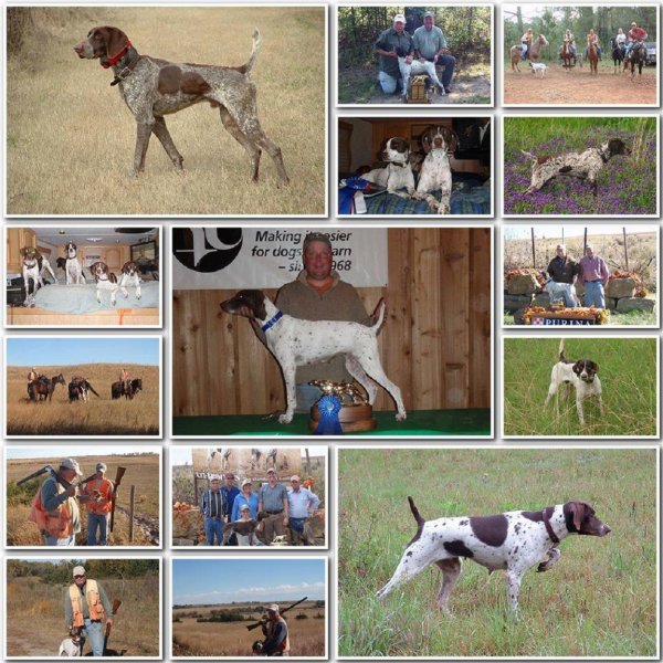 Collage Of Palm Glades Shorthairs