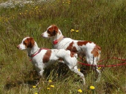 Copper & Louie
Father and son
