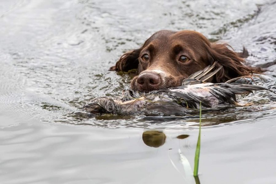 Quiver water retrieve