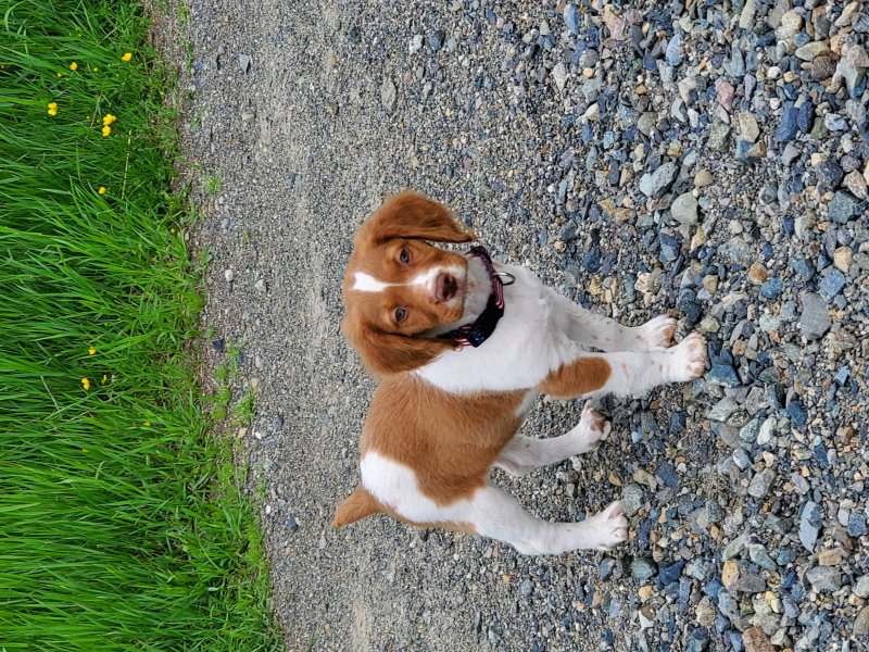 New addition Duke
