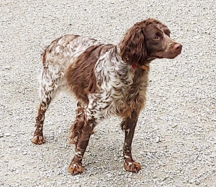 Dam: Gypsy