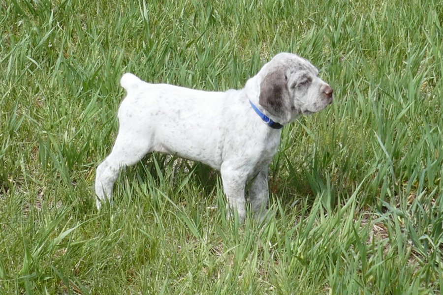 Braque du Bourbonnais pups getting quail scent in their noses. Six weeks old.