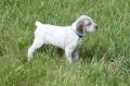 Braque du Bourbonnais pups getting quail scent in their noses. Six weeks old.