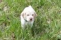 Braque du Bourbonnais pups getting quail scent in their noses. Six weeks old.