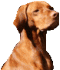 Russet River Vizslas logo