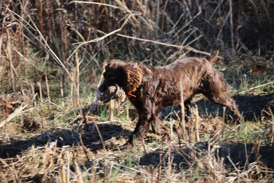 Lizzie in the field retrieving a pheasant.