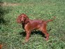 AKC Irish Setters logo