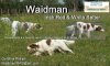 Waidman Irish Red And White Setters logo