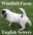 Windfall Farm English Setters logo