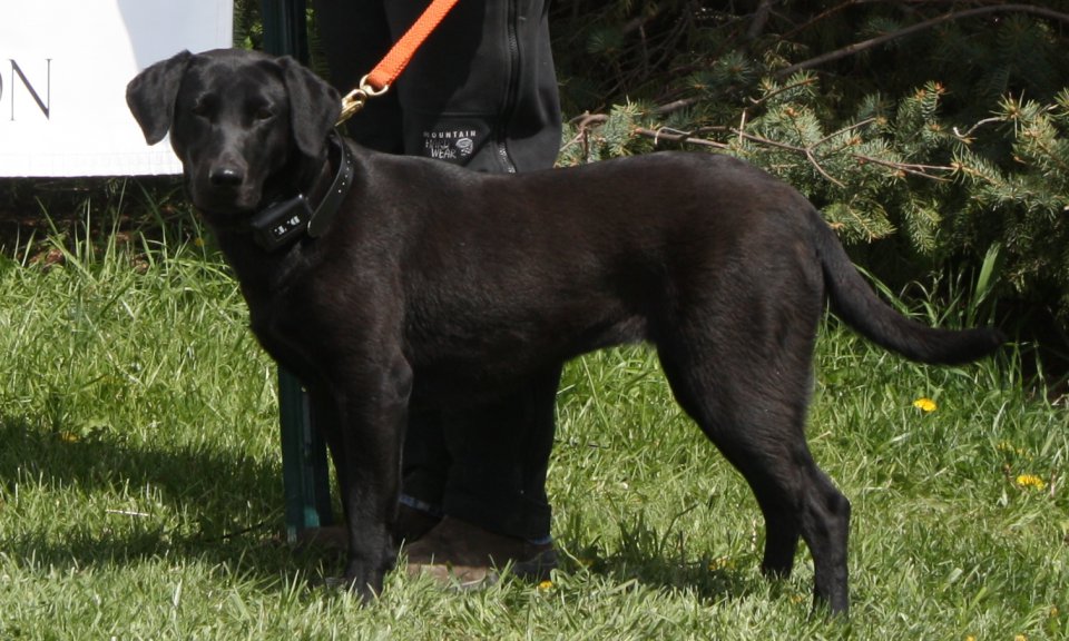 Skyline Drive Kennels Hunting Dog Breeders