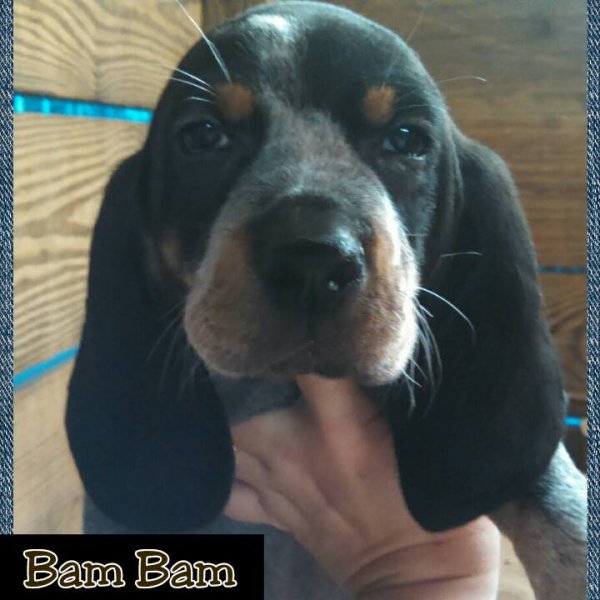 ukc dogs house of blueticks ukc and akc registered bluetick coonhounds breeders ukc dogs house of blueticks ukc and akc registered bluetick coonhounds breeders