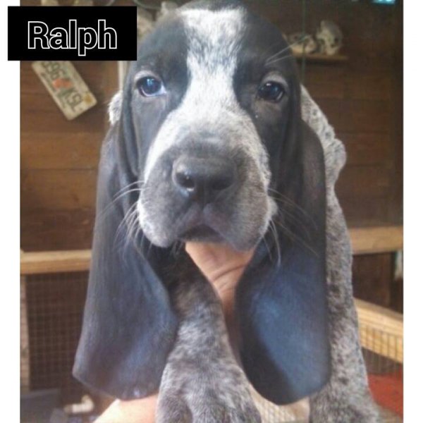 how to akc register a puppy without papers house of blueticks ukc and akc registered bluetick coonhounds breeders how to akc register a puppy without papers house of blueticks ukc and akc registered bluetick coonhounds breeders