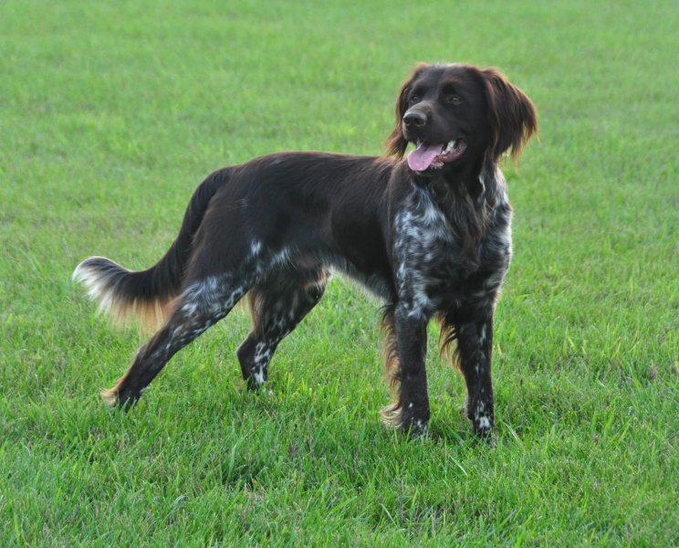 Zandor vom Fuchseck - Nine SMCNA Sire Awards - Prize II NAVHDA Utility score at 19 months of age.
Best of Show IABCA Rare Breed in 2016
He has an amazing nose for tracking and a wonderful disposition. Our best overall dog that can hunt anything! He has excellent test scores and over 90% of his puppies have passed their NAVDHA Natural Ability tests. 