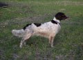 Hunting Hills' Nixie Rae - UT 201 Prize I
2016 UKC and IABCA Conformation Champion
NAVHDA and SMCNA Breeders Award winning dam. Our "go-to" dog for hunting upland game and water fowl.