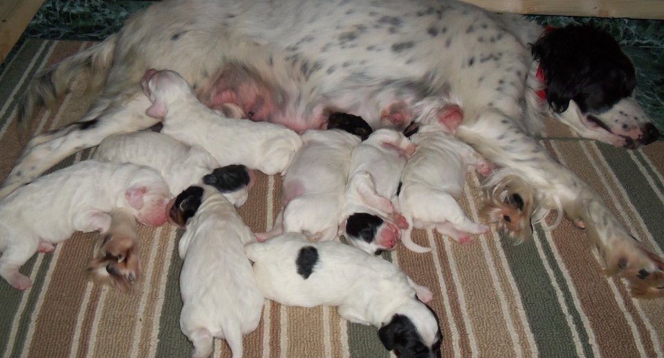  Abby's pups one week old