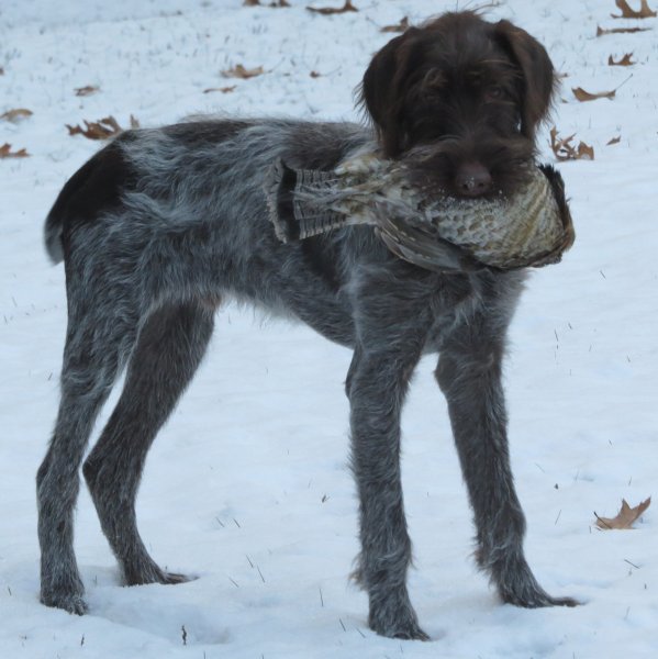 Gus at 6 months! He was already pointing birds!!
