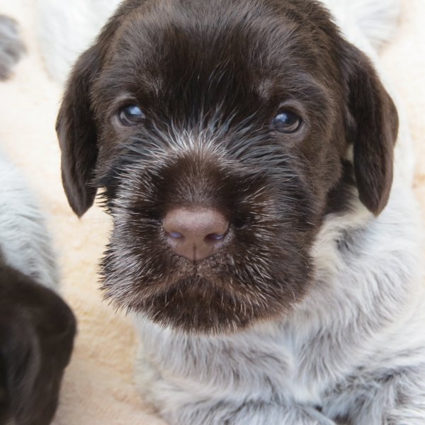 Gus as a puppy in 2018--isn't he cute :-)