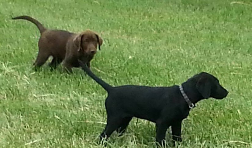 4 months old Hershey and Bolt