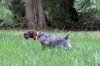 German Wirehaired Pointers logo