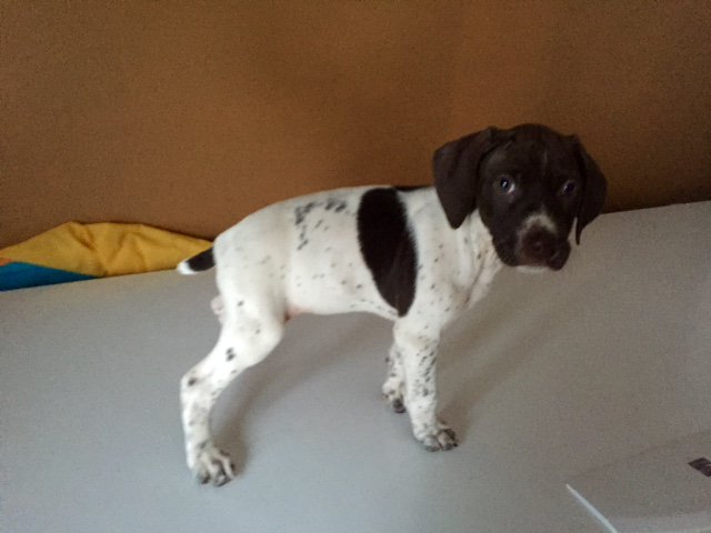 german shorthaired pointer puppies illinois german shorthaired pointer breeders il german shorthaired pointer puppies illinois german shorthaired pointer breeders il