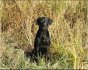 Mackinaw Valley Gundogs logo