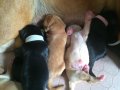 4 of the pups at one week of age