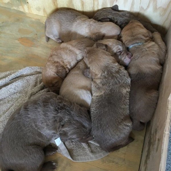 The Pig pile at 3 weeks