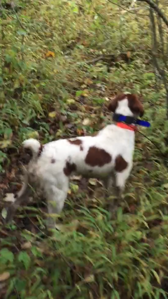 Sage in the Mountains of WV on a woodcock