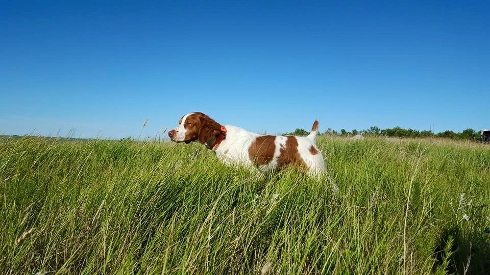 FC Whiskey's Little Tip on the Dakota Prairie