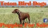 Teton Bird Dogs  logo
