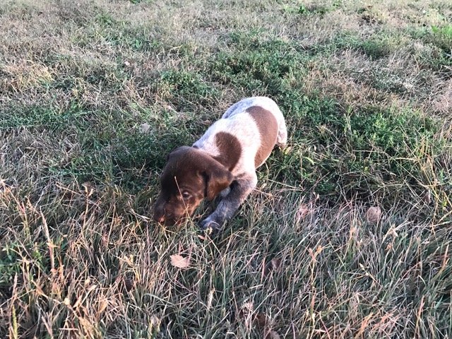 Puppy 3 Week