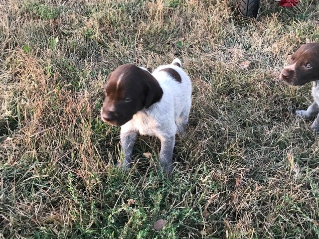 Puppy 3 Week