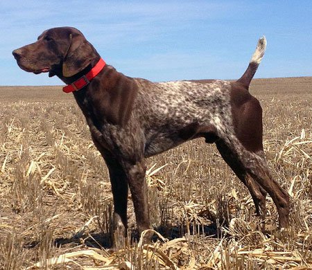 Outback Kennels Wild Flush Man In Black (Sire)