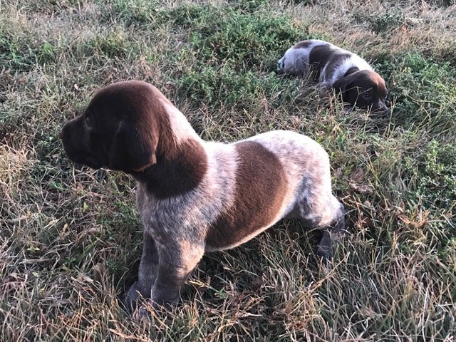 Puppy 3 week