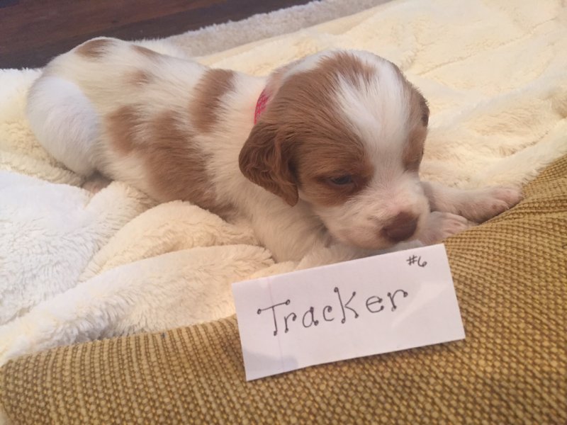 Tracker is such a sweet, calm puppy.  
