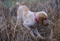 kennel feather