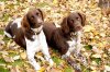Riava Small Munsterlander Hunting Dogs logo