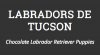 Labradors de Tucson logo