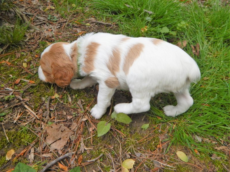 "Green" male 4 weeks