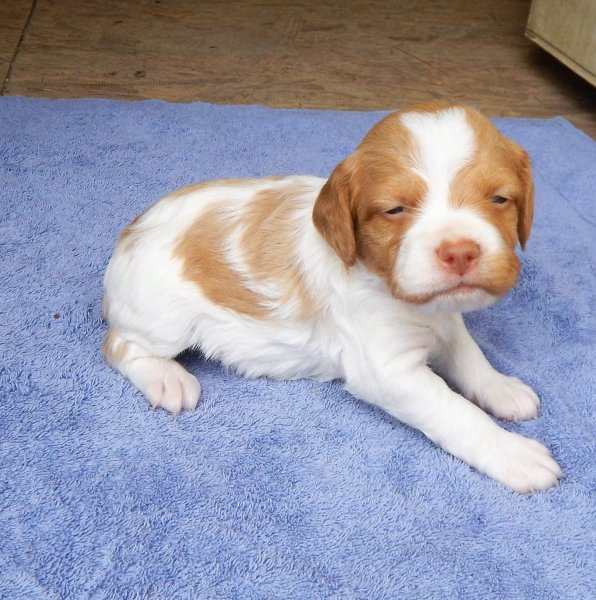 "Brown" male 3 weeks-just woke up!