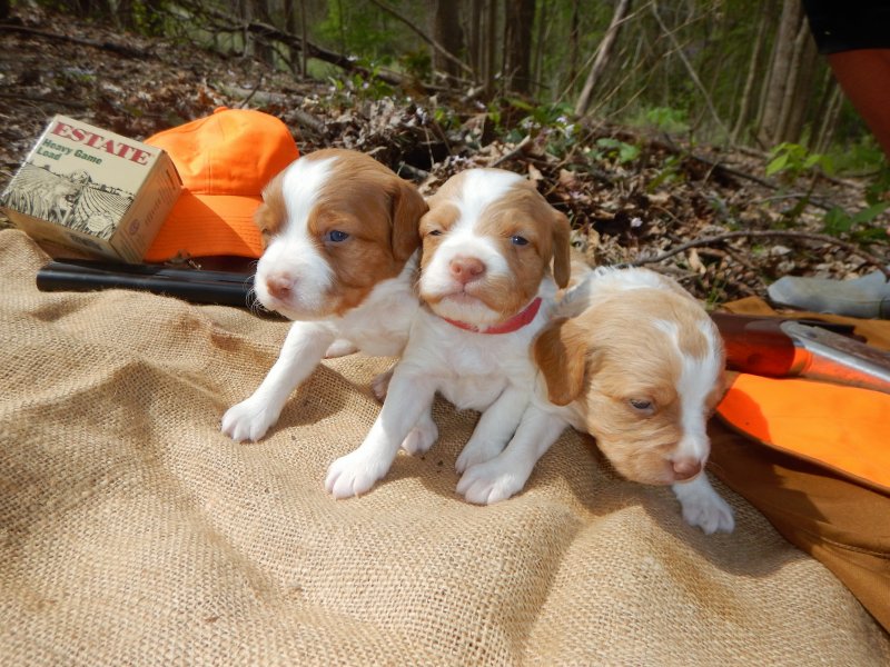 These 3 will be ready to hunt this fall!